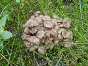 Новые находки редких видов грибов